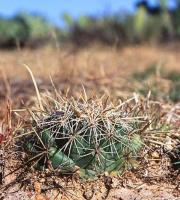 Coryphantha_guerkeana_GM_719.2.jpg