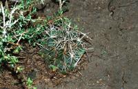 Coryphantha_hintoniorum_GM_589.jpg