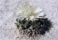 Coryphantha_hintoniorum_GM_787.2.jpg