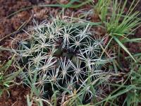Coryphantha_hintoniorum_albo_palmeri_GM_1227.jpg
