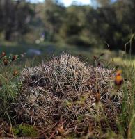 Coryphantha_hintoniorum_ssp._geoffreyi_GM_1244.jpg