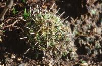Coryphantha_hintoniorum_ssp._geoffreyi_GM_602.1.jpg