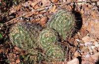 Coryphantha_indensis_GM_703.jpg