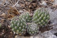 Coryphantha_jalpanensis_GM_1035.6.jpg