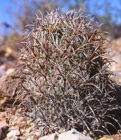 Coryphantha_kracikii_GM_697.jpg