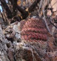 Coryphantha_longicornis_GM_1487.11.jpg