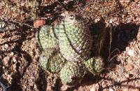 Coryphantha_longicornis_GM_702.jpg