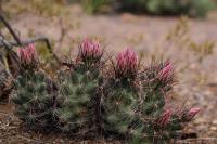 Coryphantha_macromeris_GM_1334.12.jpg