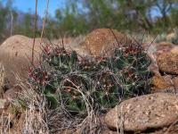 Coryphantha_macromeris_GM_1505.3.jpg