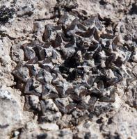 Coryphantha_macromeris_GM_1630.1.jpg