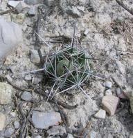 Coryphantha_macromeris_GM_91.jpg