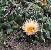 Coryphantha_maiz-tablasensis_GM_1257.1.jpg