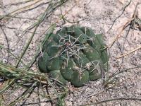 Coryphantha_maiz-tablasensis_GM_1532.6.jpg