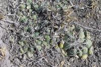 Coryphantha_maiz-tablasensis_GM_202.jpg