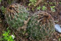 Coryphantha_neglecta_GM_1340.8.jpg