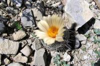 Coryphantha_neglecta_GM_834.jpg