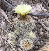 Coryphantha_neglecta_GM_838.jpg