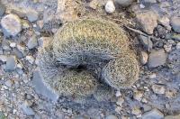 Coryphantha_neglecta_GM_846.jpg