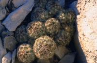 Coryphantha_nickelsiae_GM_638.1.jpg