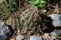 Coryphantha_nickelsiae_GM_641.jpg