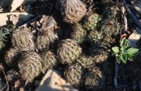 Coryphantha_nickelsiae_GM_645.jpg