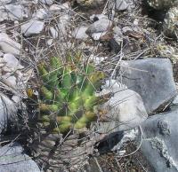 Coryphantha_octacantha_GM_1006.4.jpg