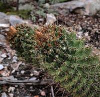 Coryphantha_octacantha_GM_1258.3.jpg