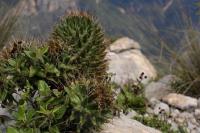 Coryphantha_octacantha_GM_1369.3.jpg