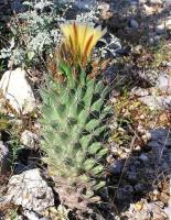 Coryphantha_octacantha_GM_779.jpg