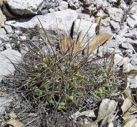 Coryphantha_octacantha_GM_962.4.jpg