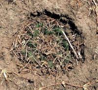 Coryphantha_ottonis_GM_515.2.jpg