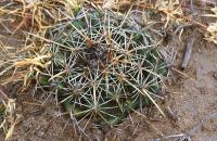 Coryphantha_ottonis_GM_766.jpg