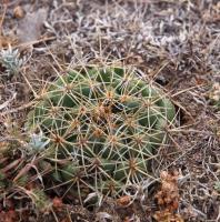 Coryphantha_ottonis_ssp._boehmei_GM_1540.1.jpg