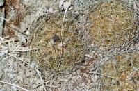 Coryphantha_pallida_GM_519.2.jpg