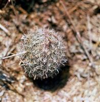 Coryphantha_palmeri_GM_551.jpg