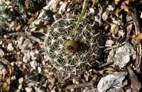 Coryphantha_palmeri_GM_735.jpg