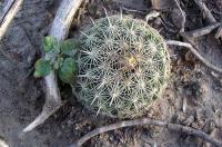 Coryphantha_palmeri_GM_790.jpg