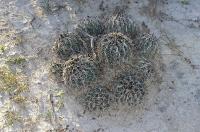 Coryphantha_palmeri_GM_799.jpg