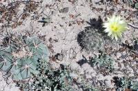 Coryphantha_palmeri_GM_801.1.jpg