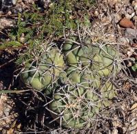 Coryphantha_poselgeriana_GM_1225.1.jpg