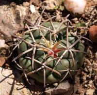 Coryphantha_poselgeriana_GM_1228.4.jpg