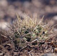 Coryphantha_poselgeriana_GM_1232.1.jpg