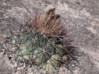Coryphantha_poselgeriana_GM_1496.2.jpg
