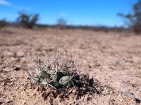 Coryphantha_poselgeriana_GM_1630.2.jpg
