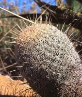 Coryphantha_potosiana_GM_722.jpg