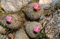 Coryphantha_pseudoechinus_GM_630.jpg