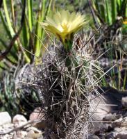 Coryphantha_pulleineana_GM_038.jpg