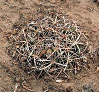 Coryphantha_pycnacantha_GM_515.1.jpg