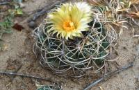 Coryphantha_pycnacantha_GM_765.jpg