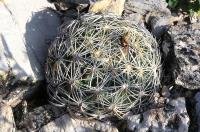 Coryphantha_radians._GM_780.5.jpg